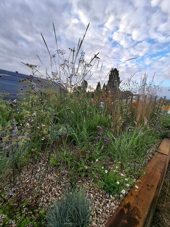 Weekly catch up with garden and propagation Weekly catch up with garden and propagation
