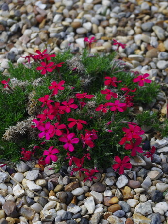 Weekly catch up with garden & propagation Weekly catch up with garden & propagation
