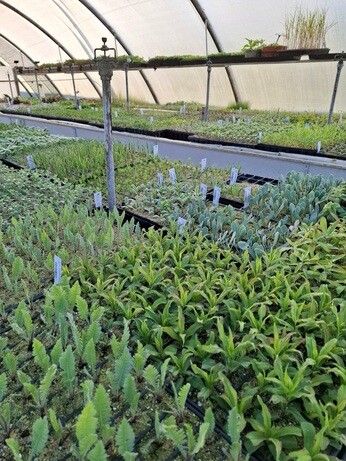 Weekly catch up with gardens & propagation Weekly catch up with gardens & propagation