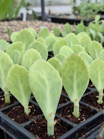 Weekly catch up with garden and propagation Weekly catch up with garden and propagation