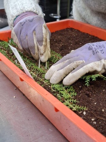 Weekly catch up with garden & propagation Weekly catch up with garden & propagation