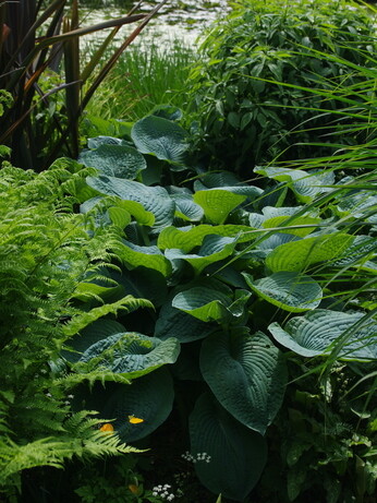 Plant combination ideas in June Plant combination ideas in June