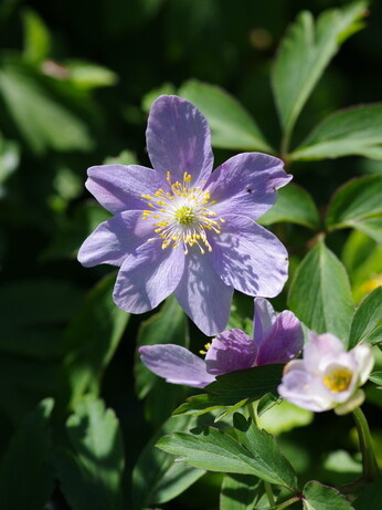 How to grow dwarf anemones How to grow dwarf anemones