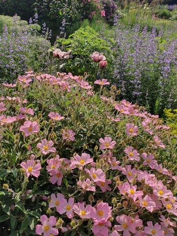Plant profile - cistus Plant profile - cistus