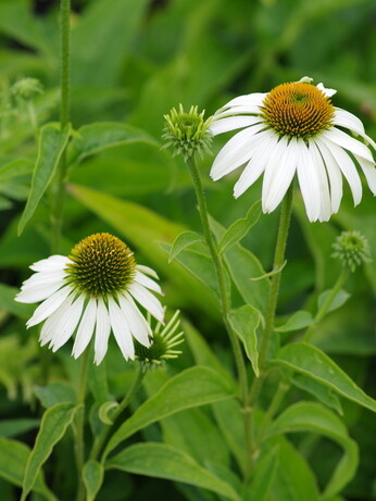 Weekly catch up with garden & propagation Weekly catch up with garden & propagation