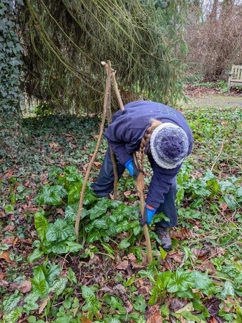 Weekly catch up with garden & propagation Weekly catch up with garden & propagation