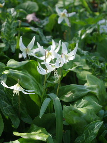 Springtime shade plants 