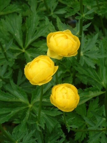 Top 10 moisture loving plants Top 10 moisture loving plants
