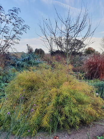 Perennials for Great Autumn Colour Perennials for Great Autumn Colour