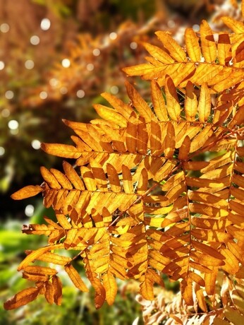 Perennials for Great Autumn Colour Perennials for Great Autumn Colour