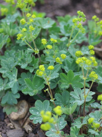 Plant profile - astilbe Plant profile - astilbe