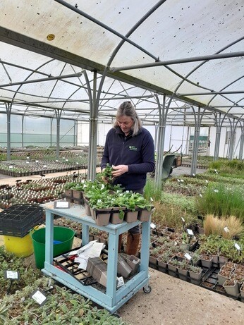 Weekly catch up with garden & propagation Weekly catch up with garden & propagation