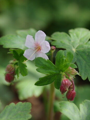 Weekly catch up with garden & propagation Weekly catch up with garden & propagation