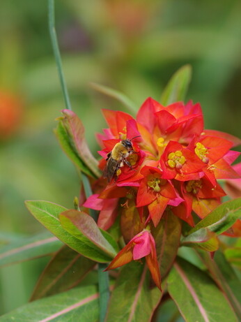 How to grow euphorbia (spurge) How to grow euphorbia (spurge)