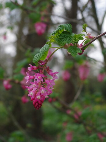 Weekly catch up with garden & propagation Weekly catch up with garden & propagation