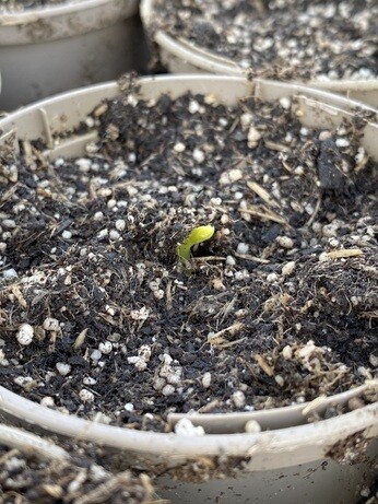 A guide to seed sowing A guide to seed sowing