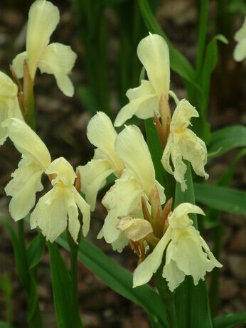 Top 10 unusual plants for a shady area Top 10 unusual plants for a shady area