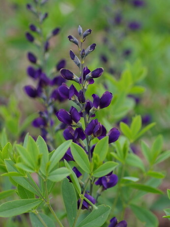 Gardening Dilemmas - Part 1 Gardening Dilemmas - Part 1