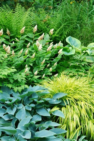 Fabulous foliage Fabulous foliage