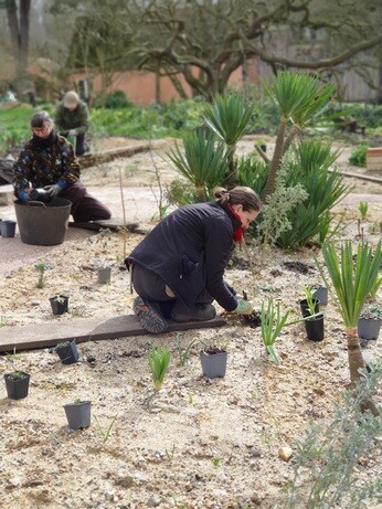 Garden connections – planting at Benton End Garden connections – planting at Benton End