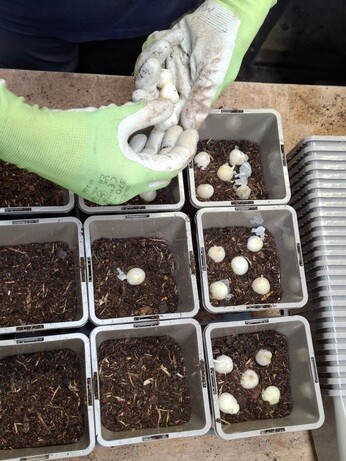 Weekly catch up with garden & propagation Weekly catch up with garden & propagation
