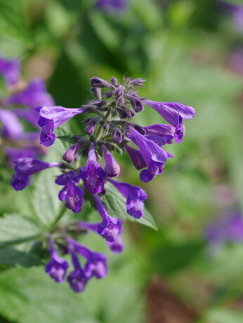 Nepeta (Catmint)- how to grow and care for Nepeta (Catmint)- how to grow and care for