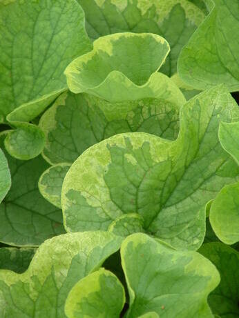 How to grow brunnera How to grow brunnera