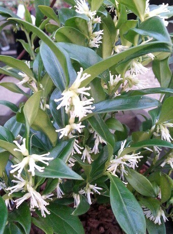 Easy shrubs for exquisite winter fragrance Easy shrubs for exquisite winter fragrance