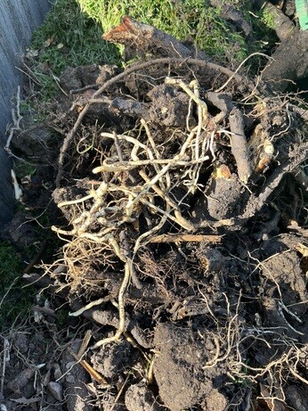 Weekly catch up with garden and propagation Weekly catch up with garden and propagation
