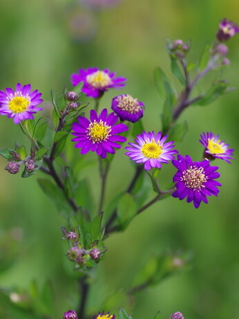 Asters- how to grow and care for Asters- how to grow and care for