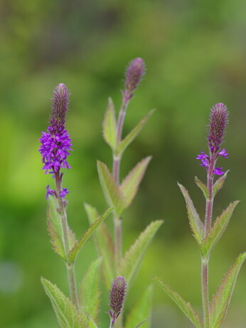 Verbena- How to Grow and Care for Verbena- How to Grow and Care for