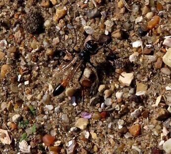 Chattowood and its insects: the first four years Chattowood and its insects: the first four years
