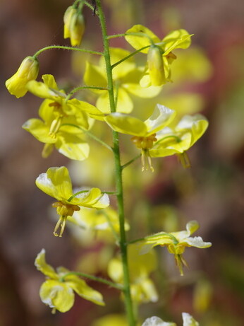 How to grow epimedium How to grow epimedium