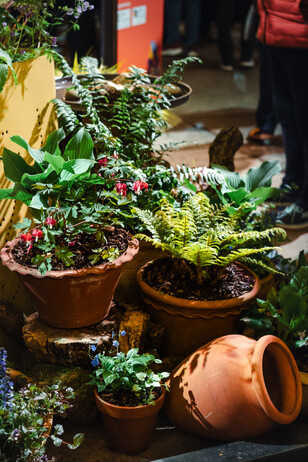 RHS Urban Show 2024 RHS Urban Show 2024