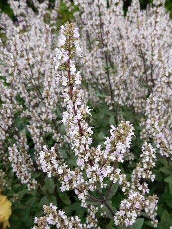 Nepeta (Catmint)- how to grow and care for Nepeta (Catmint)- how to grow and care for