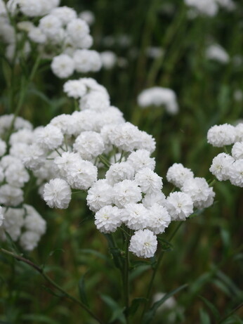 Achillea- How to Grow and Care for Achillea- How to Grow and Care for