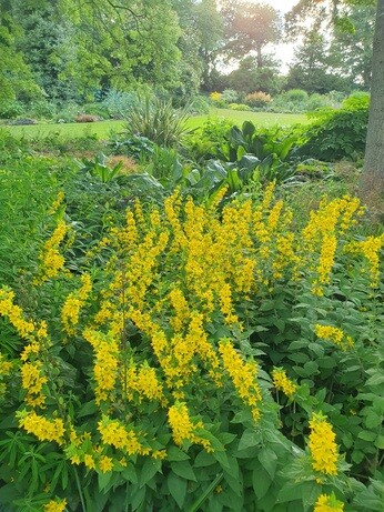 Weekly catch up with garden & propagation Weekly catch up with garden & propagation