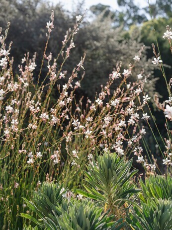 Plants that have stood up to the summer - Gravel Garden Plants that have stood up to the summer - Gravel Garden