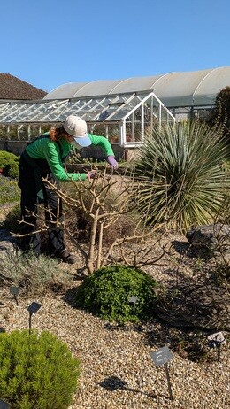 Weekly catch up with garden & propagation Weekly catch up with garden & propagation