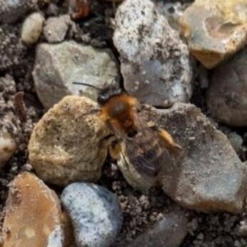 Wild Words from the Ground – February & March Wild Words from the Ground – February & March