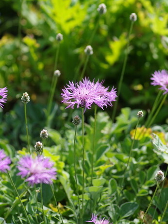 Plants that have stood up to the summer - Reservoir Garden Plants that have stood up to the summer - Reservoir Garden