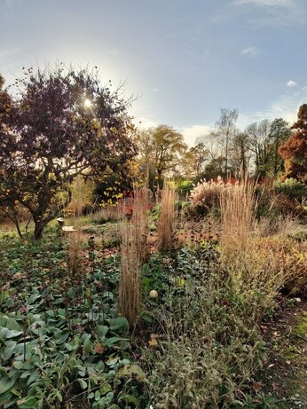 My year as a trainee at Beth Chatto's Plants & Gardens My year as a trainee at Beth Chatto's Plants & Gardens
