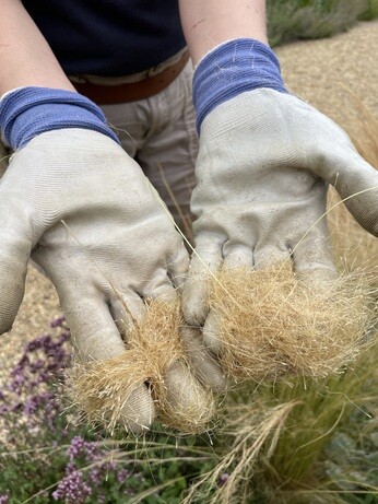 Weekly catch up with garden & propagation Weekly catch up with garden & propagation