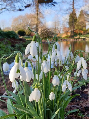 Top 10 early spring plants Top 10 early spring plants