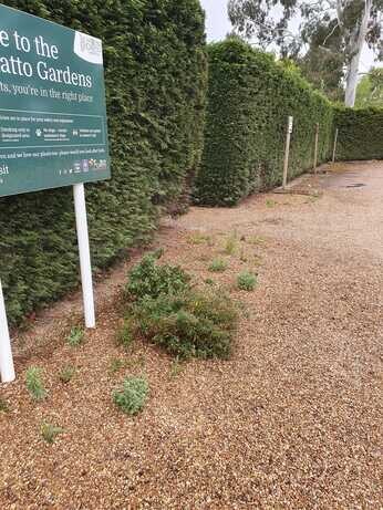 A new area of drought tolerant planting at the garden entrance A new area of drought tolerant planting at the garden entrance