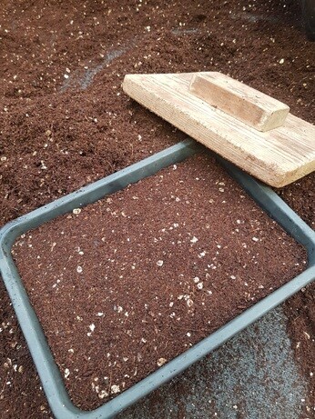 Weekly catch up with garden & propagation Weekly catch up with garden & propagation