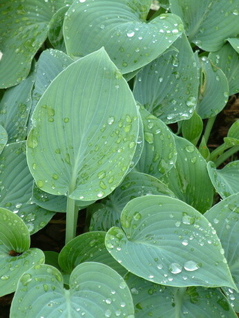 How to grow and get the best from your hostas How to grow and get the best from your hostas