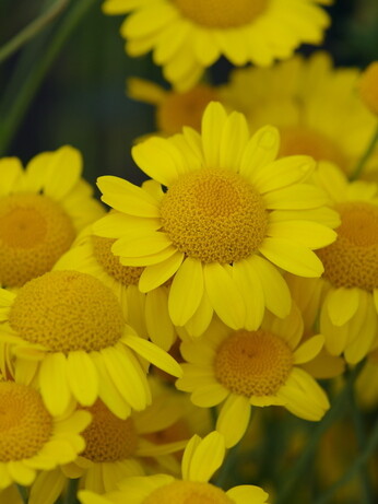Plant name changes for 2024 Plant name changes for 2024