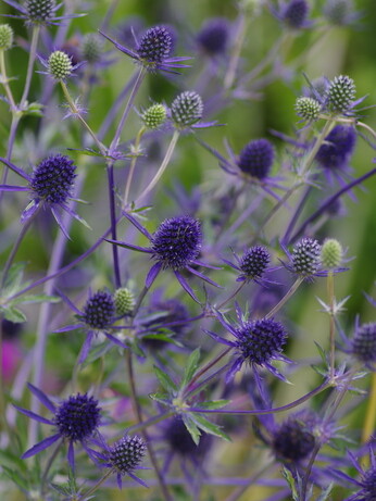 Plant profile - cynara Plant profile - cynara