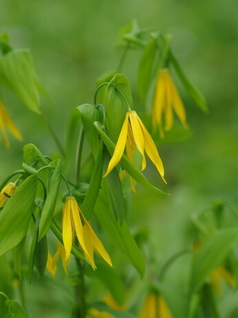 Weekly catch up with gardens & propagation Weekly catch up with gardens & propagation